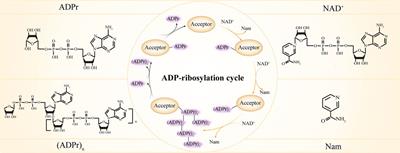 Functional roles of ADP-ribosylation writers, readers and erasers